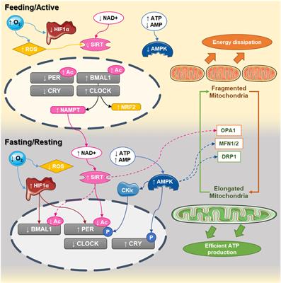 Circadian Rhythms and Mitochondria: Connecting the Dots